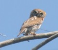 /album/photogallery/pearl-spotted-owlette-jpg/